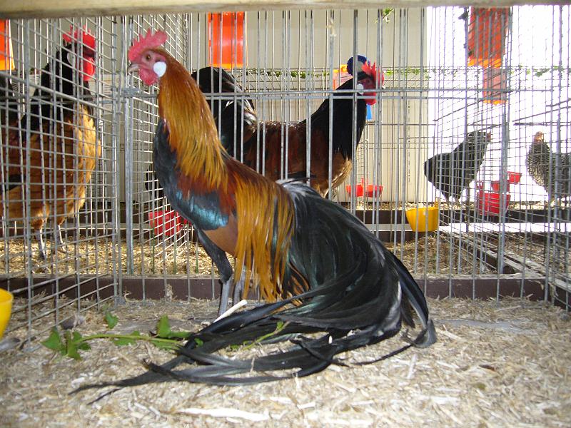 Delbrueck 2008 020.jpg - Zwerg Phönix goldhalsig von Nicole Henkemeier Preis HV 96 Pokal